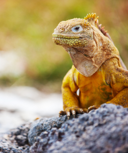 Ein gelber Galapagos-Landleguan sitzt auf einem dunklen Vulkanfelsen.